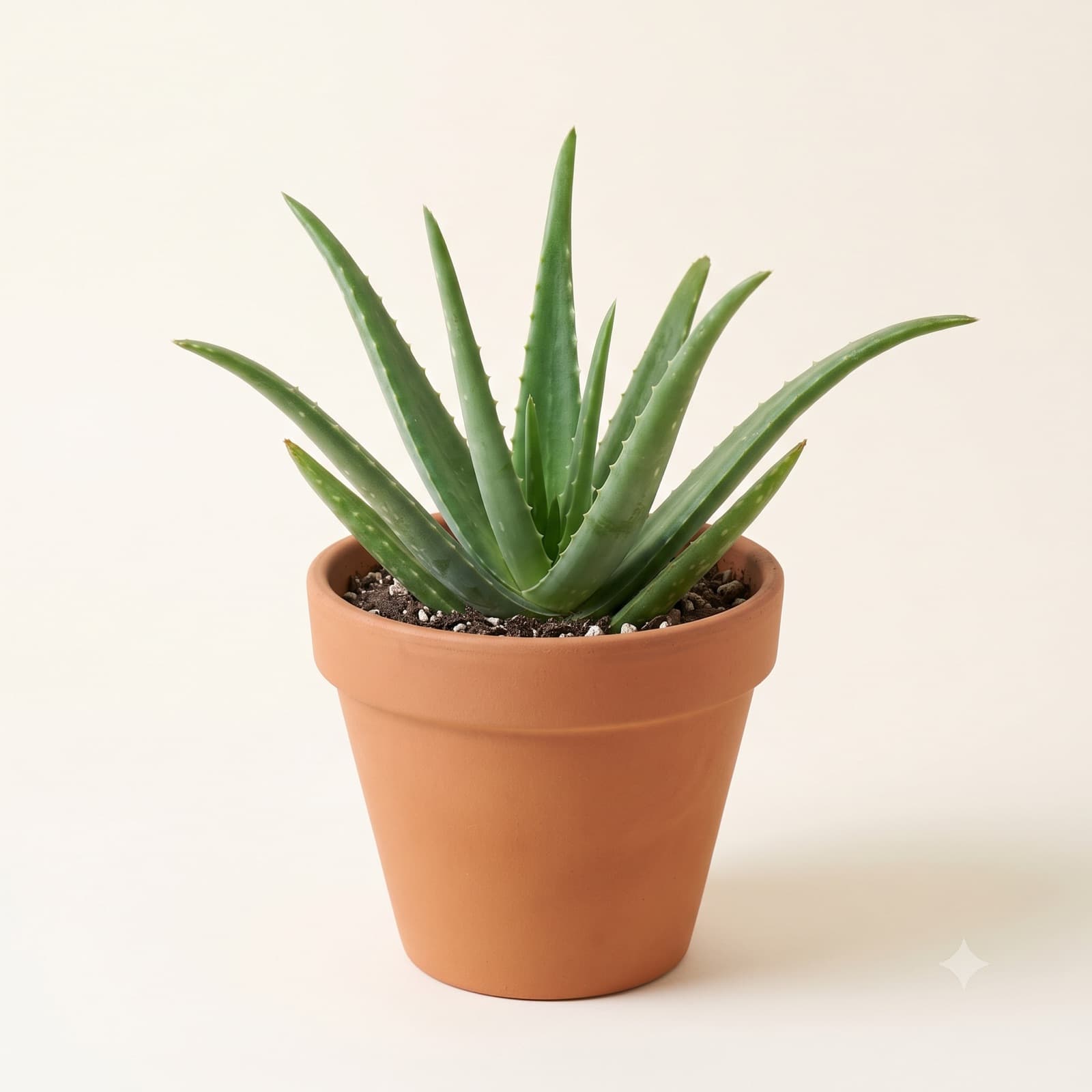Aloes Zwyczajny
