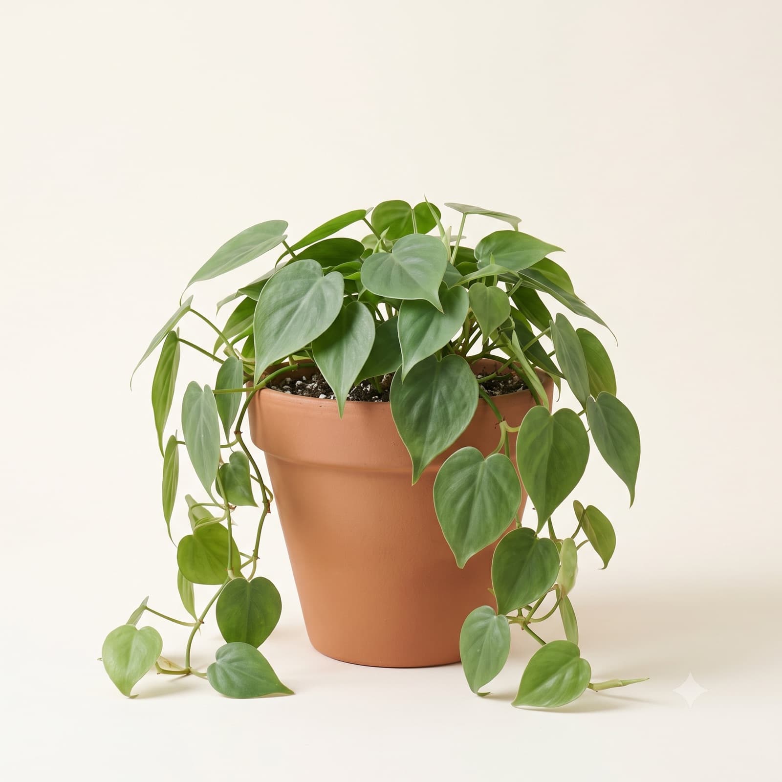 Filodendron Pnący