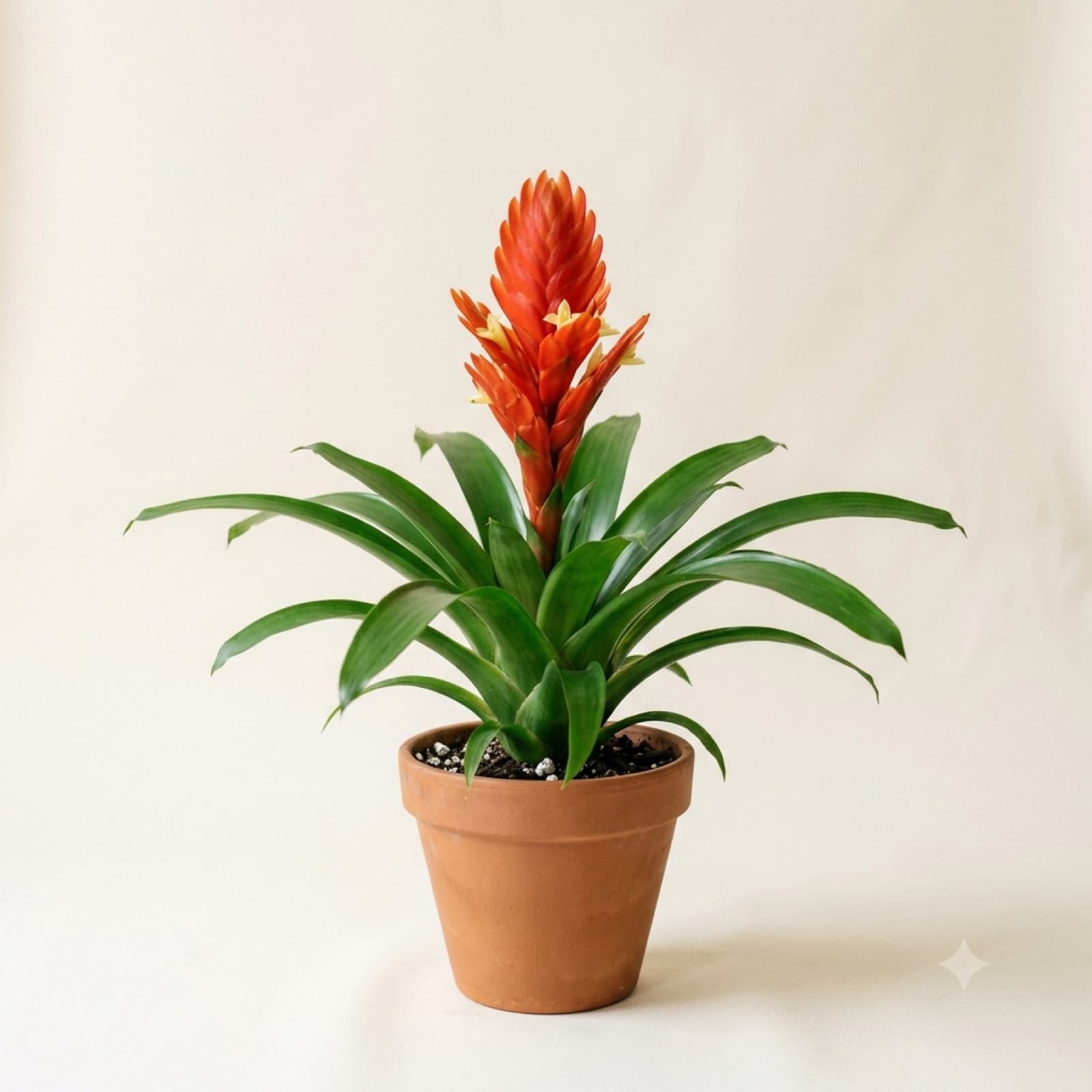Guzmania