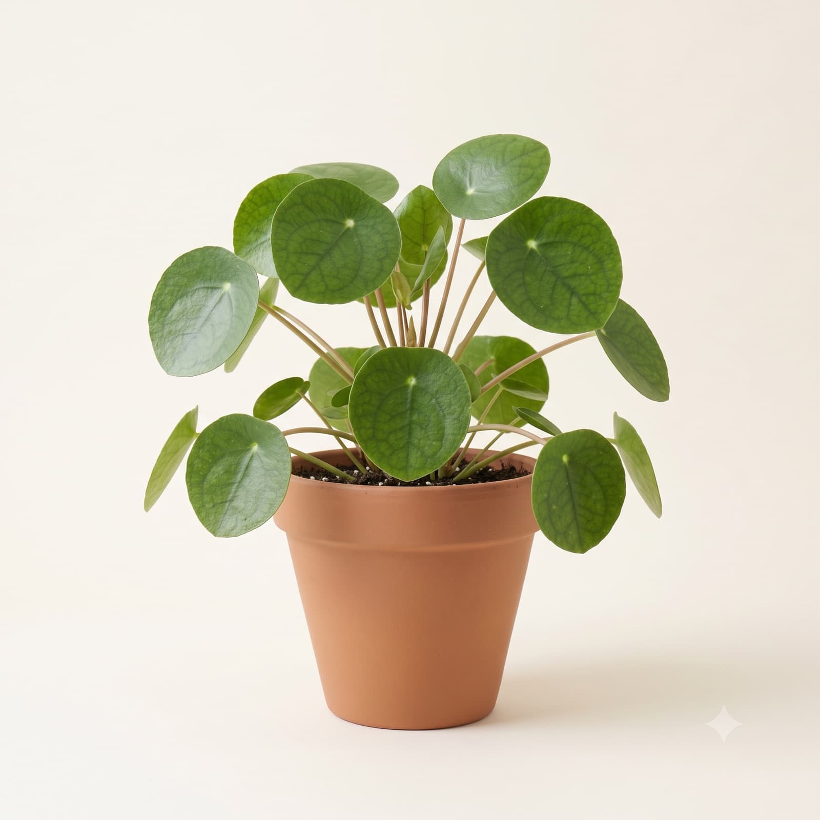 Pilea Pieniążek